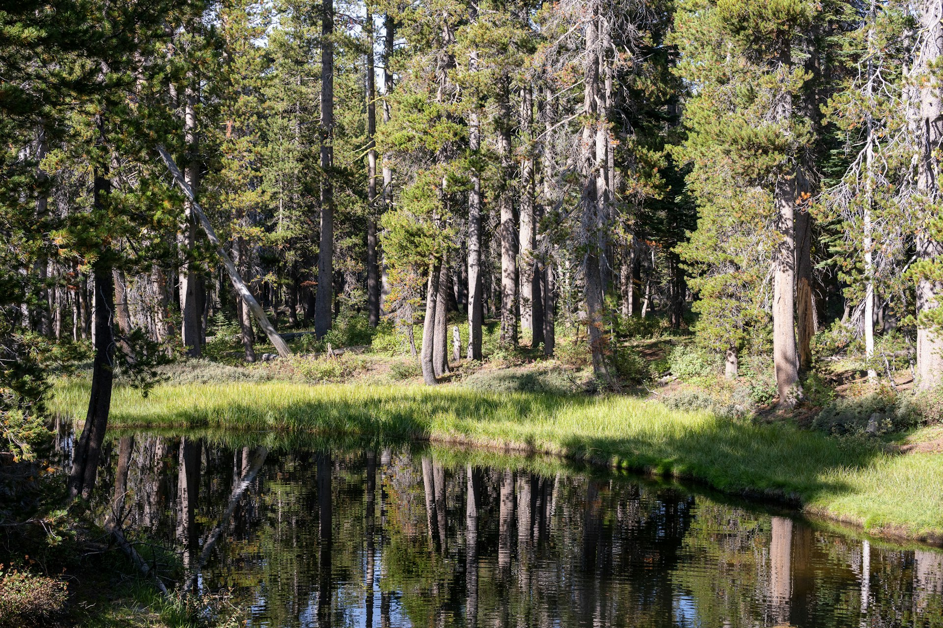 Camper van parked among pines beside Big Bear Lake in the San Bernardino National Forest