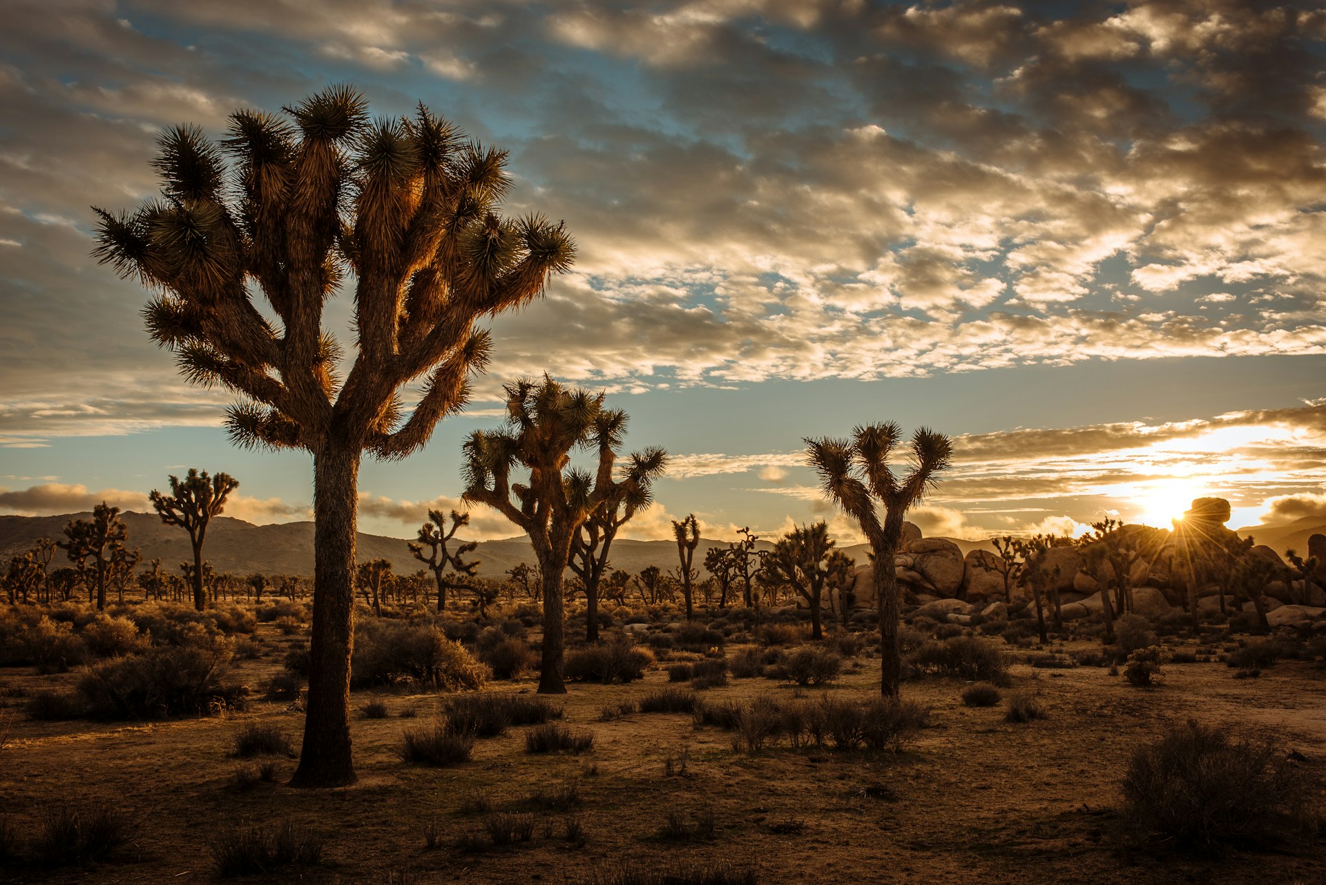 Camper van parked among boulders and Joshua trees at sunset in Joshua Tree National Park