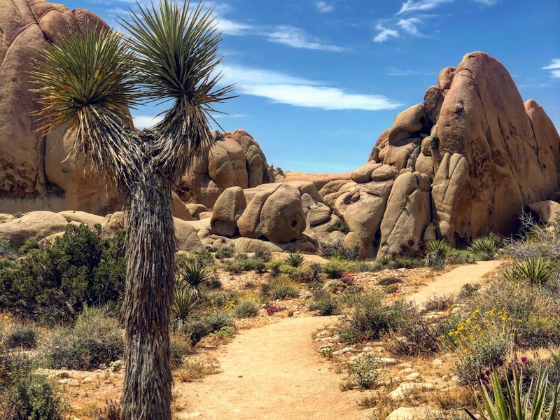 Camper van trip to Joshua Tree, Southern California